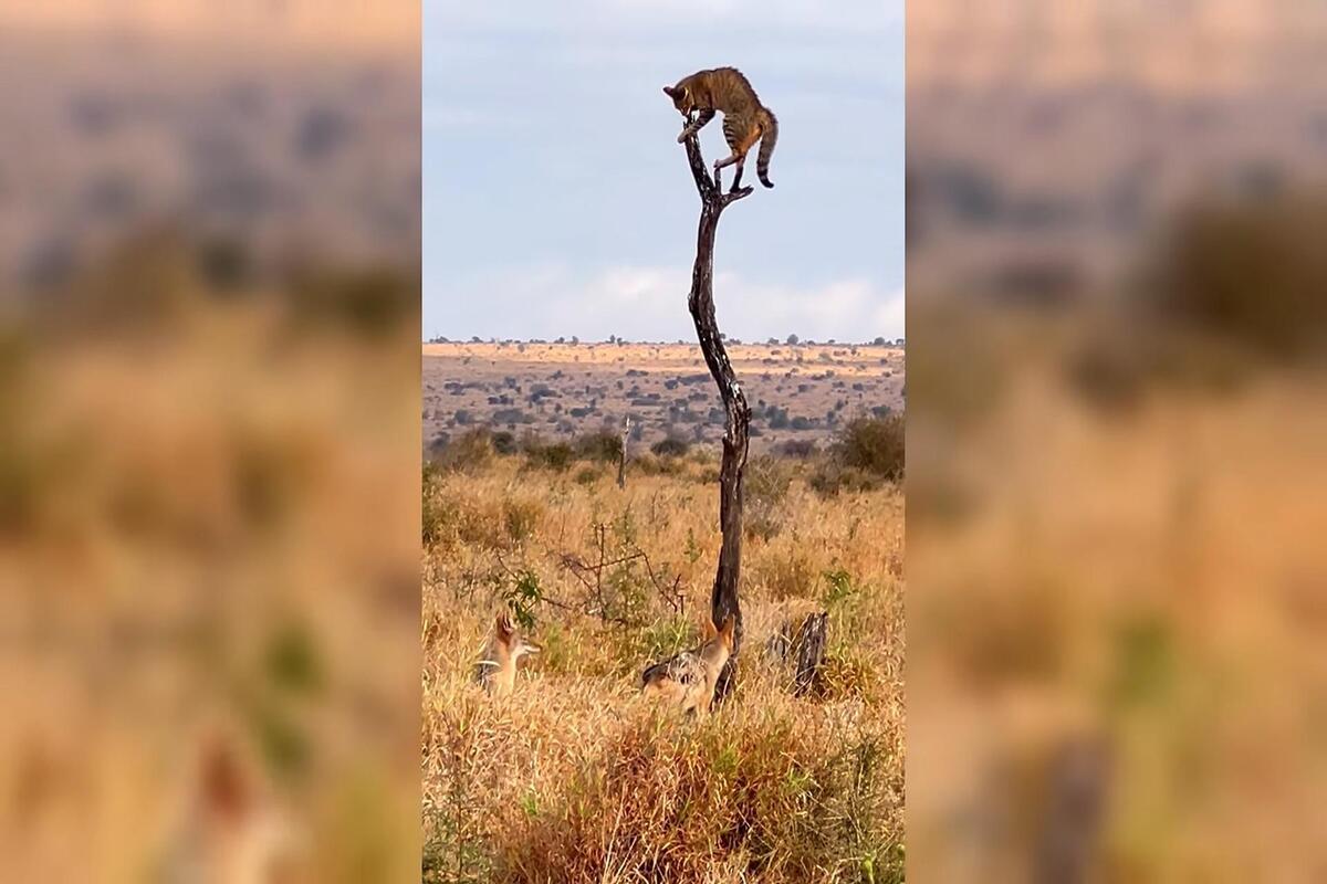 African wildcat trapped on a dead tree by two jackals in Kruger National Park