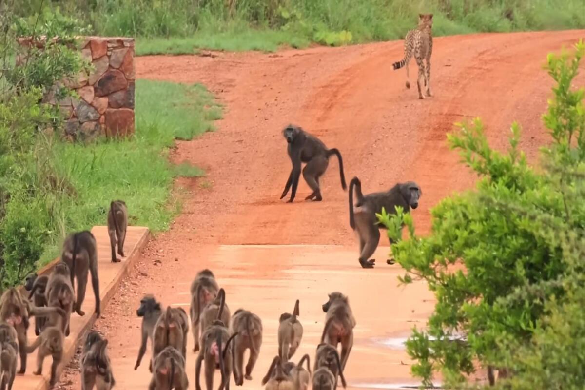 Cheetah mother and sub-adult cub surrounded by baboons on a bridge