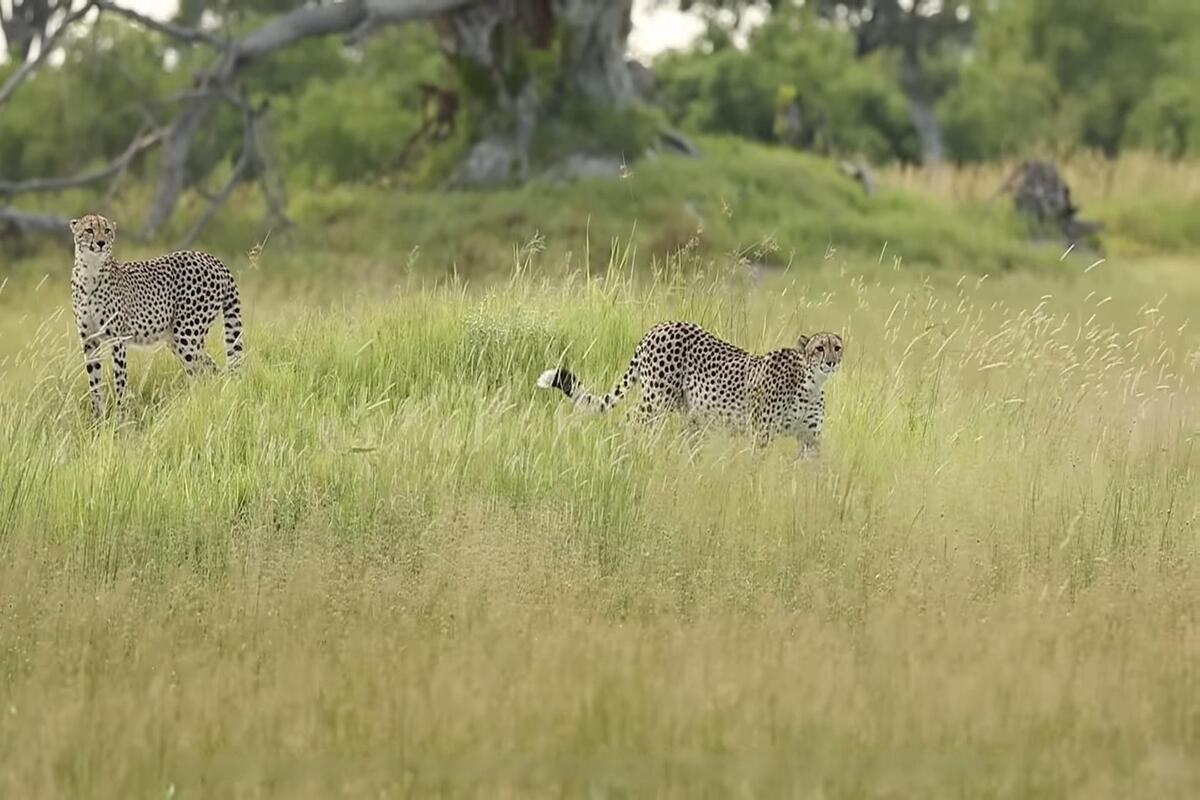 Mother cheetah confronting a leopard to protect her cub in Botswana
