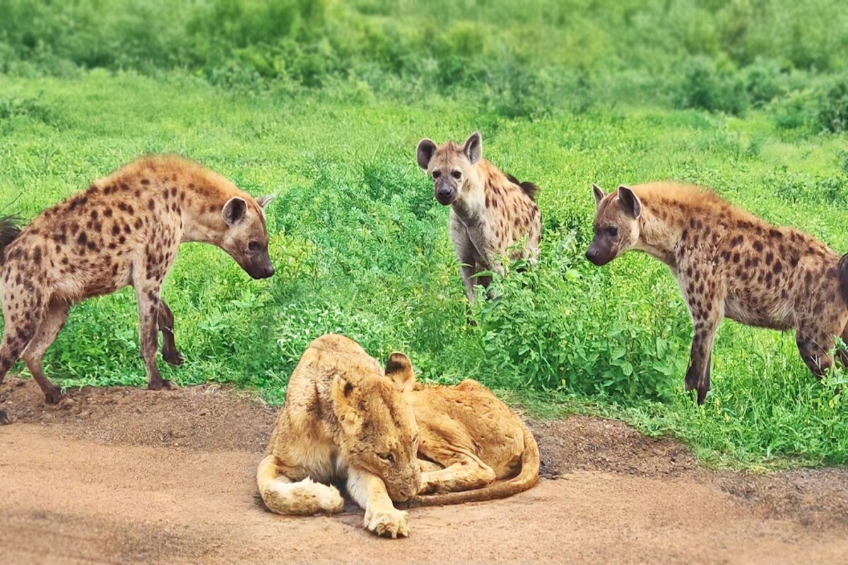 Old blind lioness surrounded by spotted hyenas in Kruger National Park